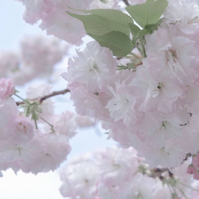 兽设Q版设计实用教程福瑞群